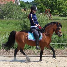 Welsh Pony (sec B) BARNHOEVE´S BART