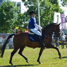 New Forest Houmarks Arcibald