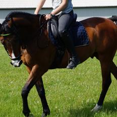 Anden særlig race Frej <3 *stjernen*