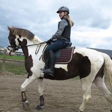 Pinto Cassiopeia sunrise