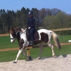 Pinto Cassiopeia sunrise