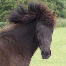 Islænder Harpa fra Klim Bjerg