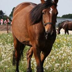 Traver Marischa Pine