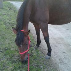 Traver Marischa Pine