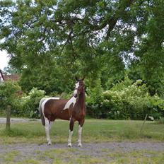 Gelderland Santander