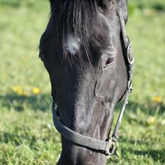 Dansk Varmblod Eleganz RDH