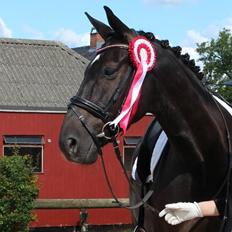 Dansk Varmblod Tekno