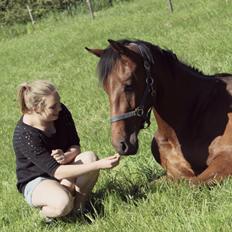 Dansk Varmblod Hedegårdens Nipa