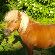 Miniature Little Golden Unicorn Tarzan