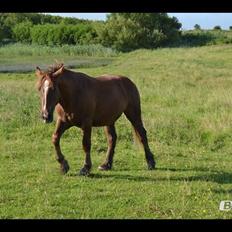 Anden særlig race Samson