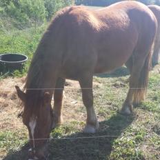 Anden særlig race Samson