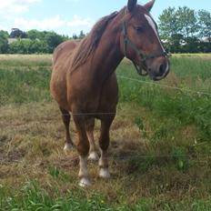 Anden særlig race Samson