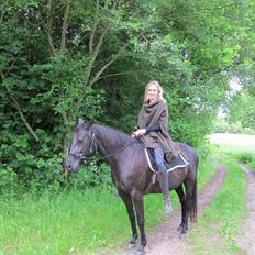 Anden særlig race Ayla (Tidl. hest)