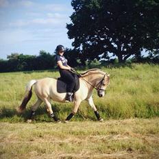 Fjordhest Aija Romeo