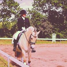 Fjordhest Aija Romeo