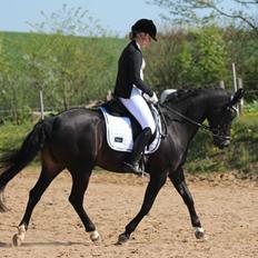 Tysk Sportspony Lady Chanel