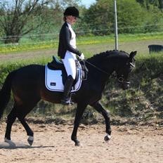 Tysk Sportspony Lady Chanel