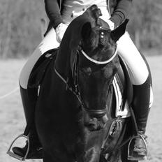 Tysk Sportspony Lady Chanel