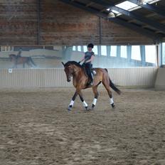 Dansk Varmblod Gipson