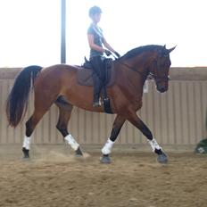 Dansk Varmblod Gipson