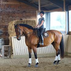 Dansk Varmblod Gipson