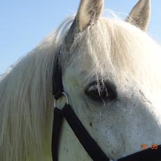 Anden særlig race Turgon