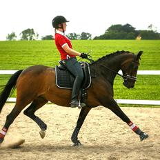 Dansk Varmblod La Vær Firfod