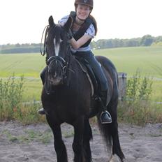 Irish Cob Sir Tonga