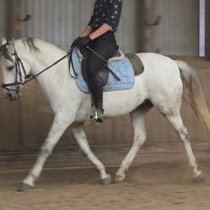 Shagya Araber (SH) Emely