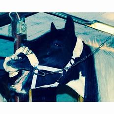 Irish Cob Holms Emmely