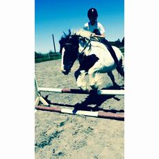 Irish Cob Holms Emmely