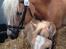 Haflinger Røgtergaardens Laika.. (Dele pony)