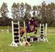 Welsh Cob (sec D) Vlietstede Brilliant Idris