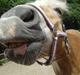 Haflinger ~ fiona ~