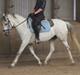 Shagya Araber (SH) Emely