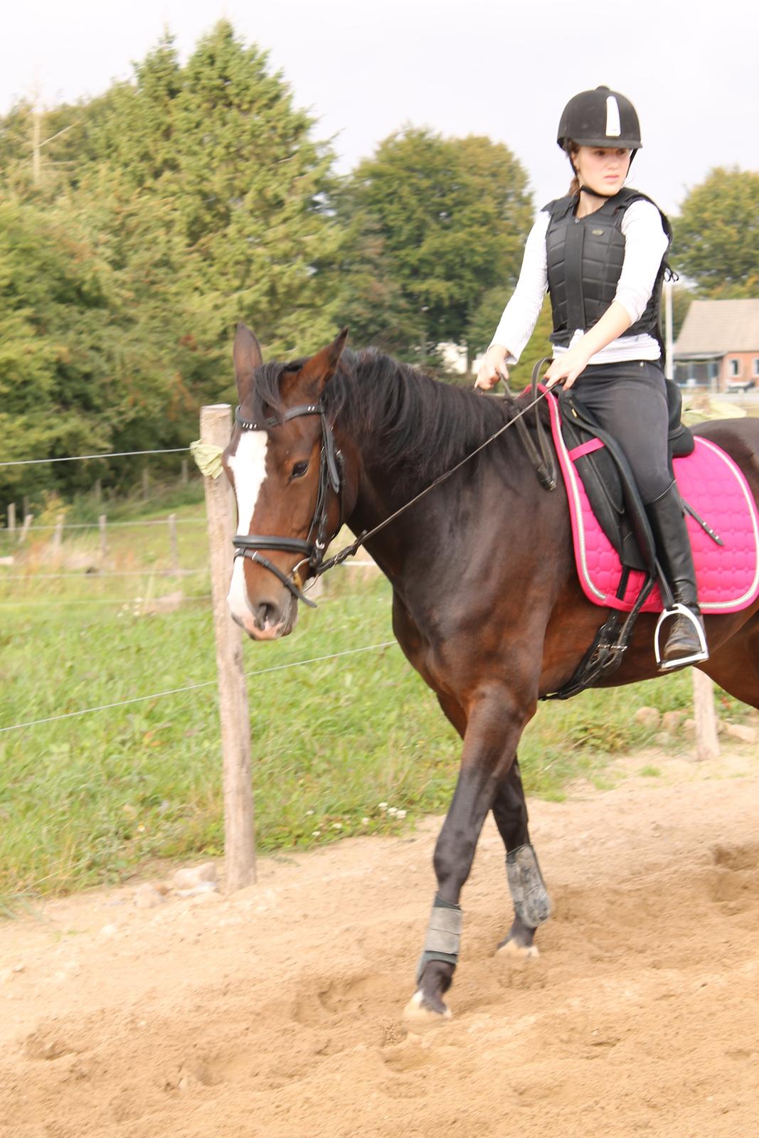 Anden særlig race Søbo's Chacor  billede 15