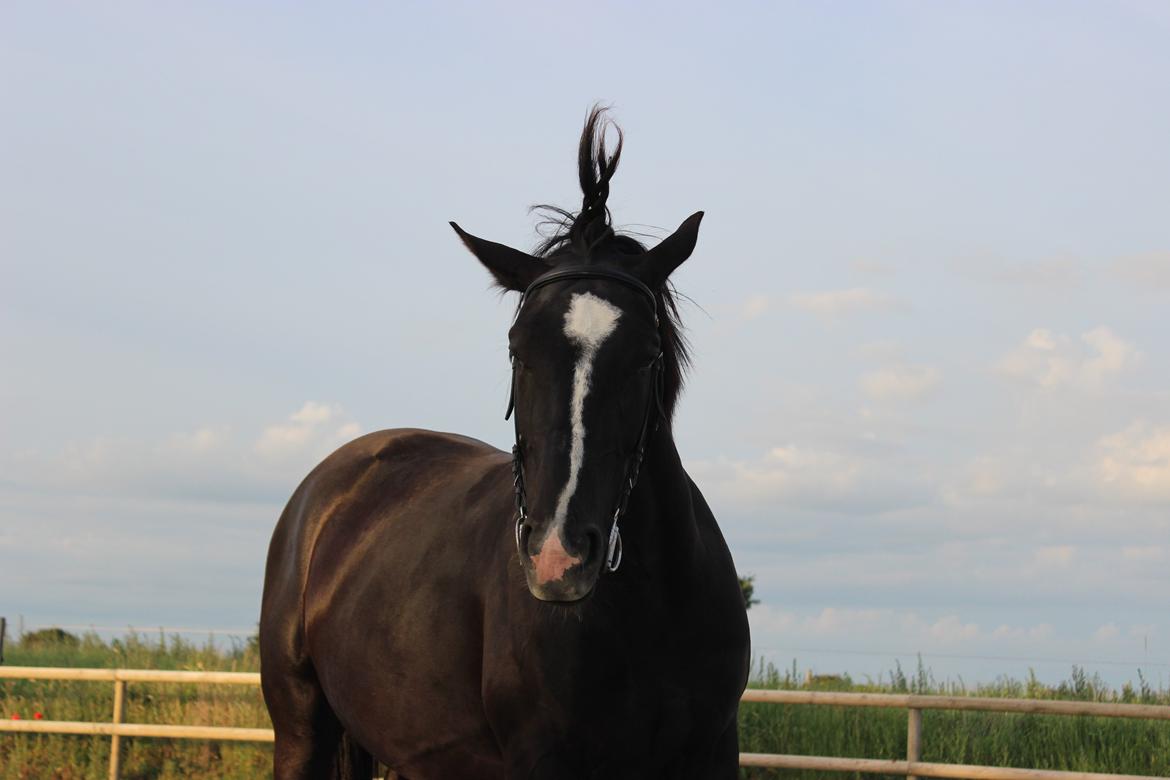 Oldenborg Beyonce M.A.T.C.H billede 6