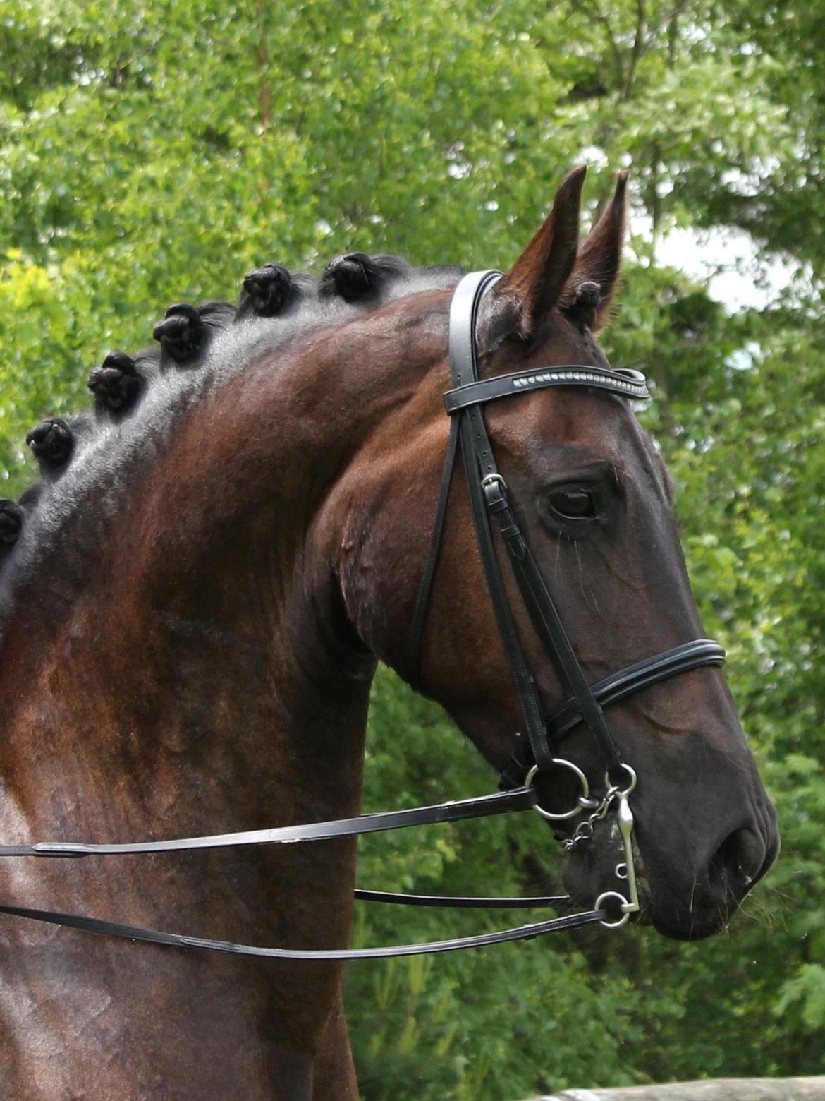 Frieser Tjitske fan de Adelvej SPORT billede 6