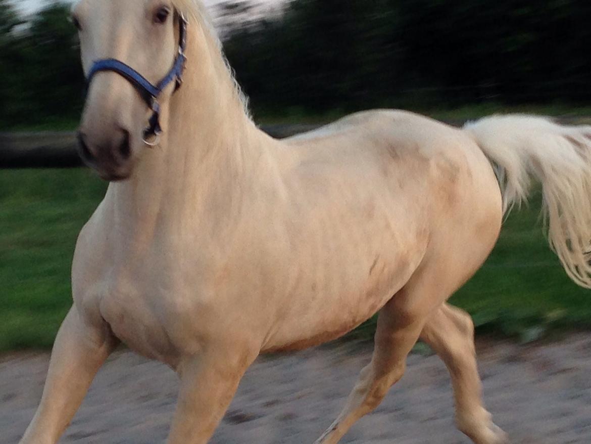 Palomino Sun Dancer billede 35