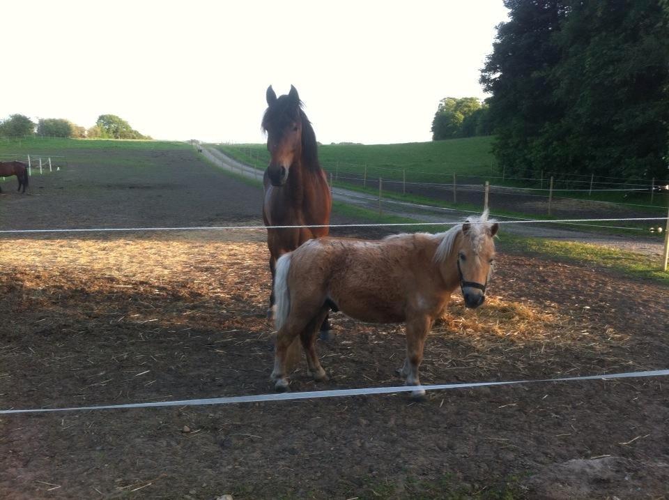 Shetlænder Stald Than's Audi R.I.P billede 3