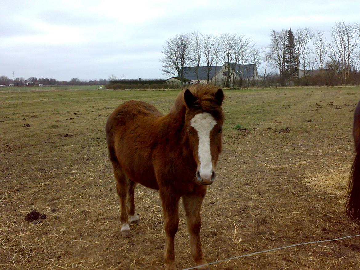 New Forest Star Dust billede 6