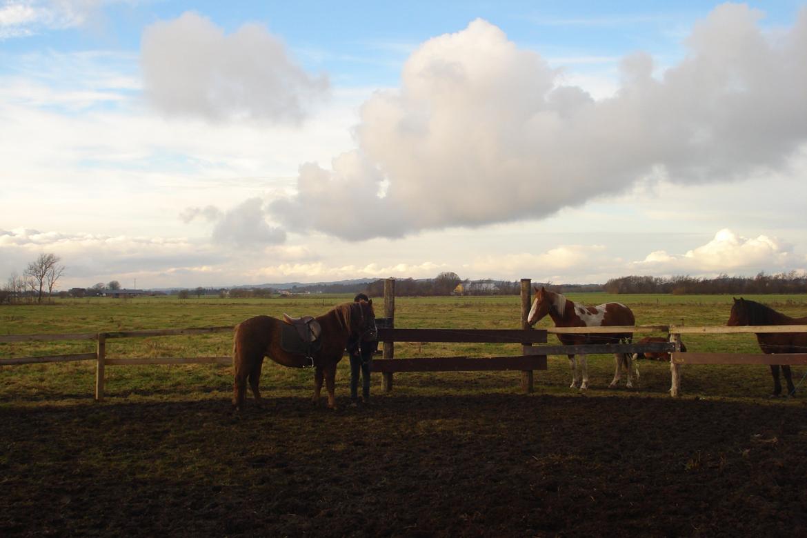 New Forest Star Dust billede 4