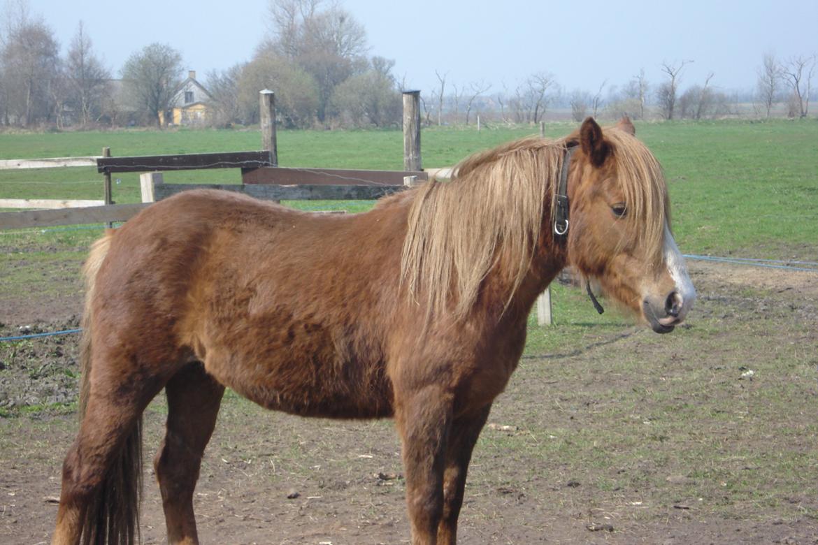 New Forest Star Dust billede 5