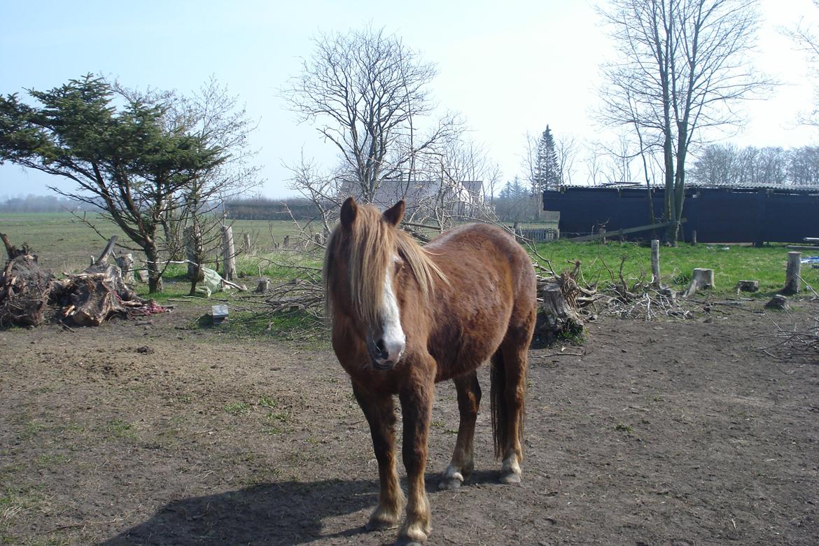 New Forest Star Dust billede 1