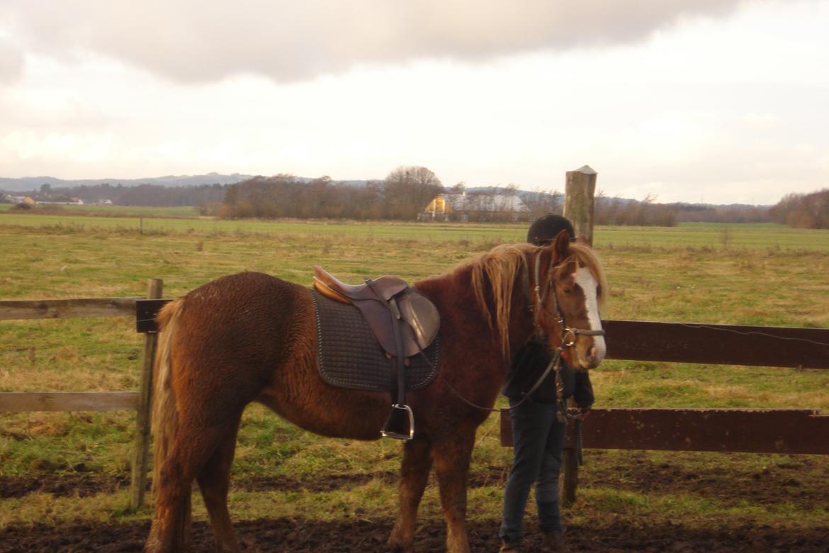 New Forest Star Dust billede 3