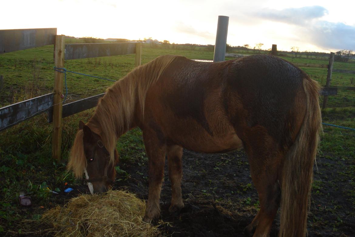 New Forest Star Dust billede 2