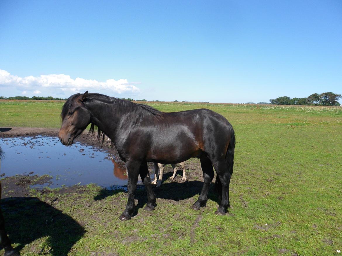 New Forest Højersmindes pride billede 9