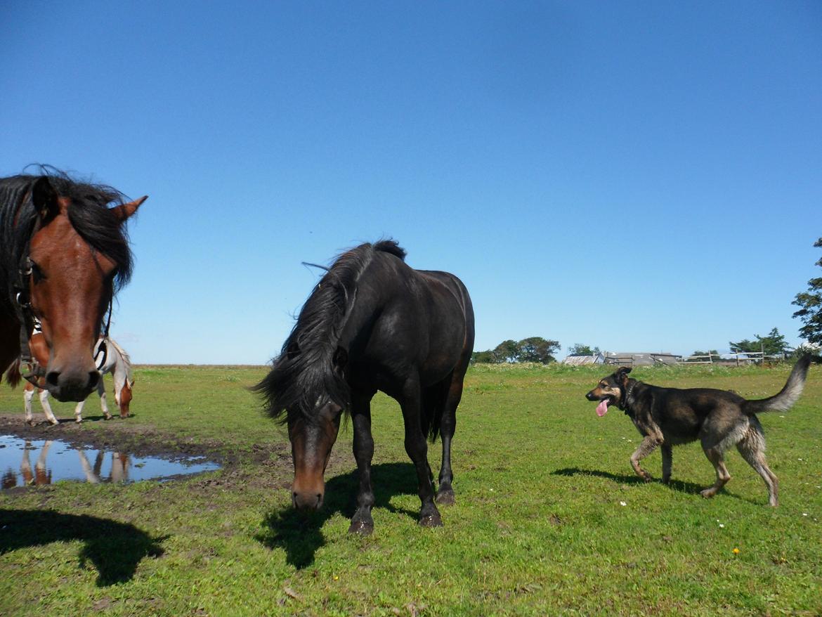 New Forest Højersmindes pride billede 11