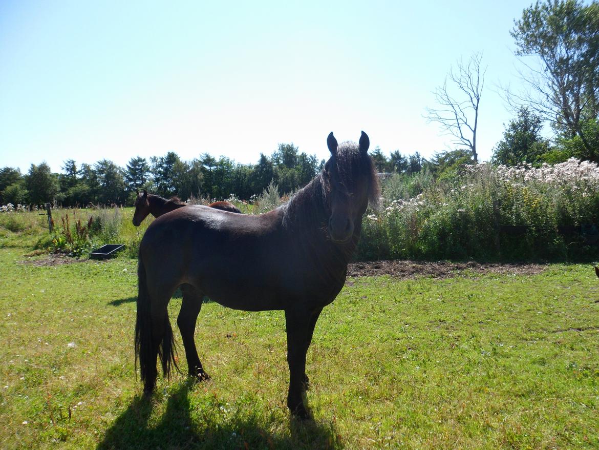 New Forest Højersmindes pride billede 10