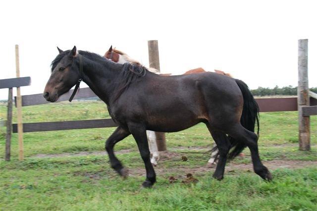 New Forest Højersmindes pride billede 13